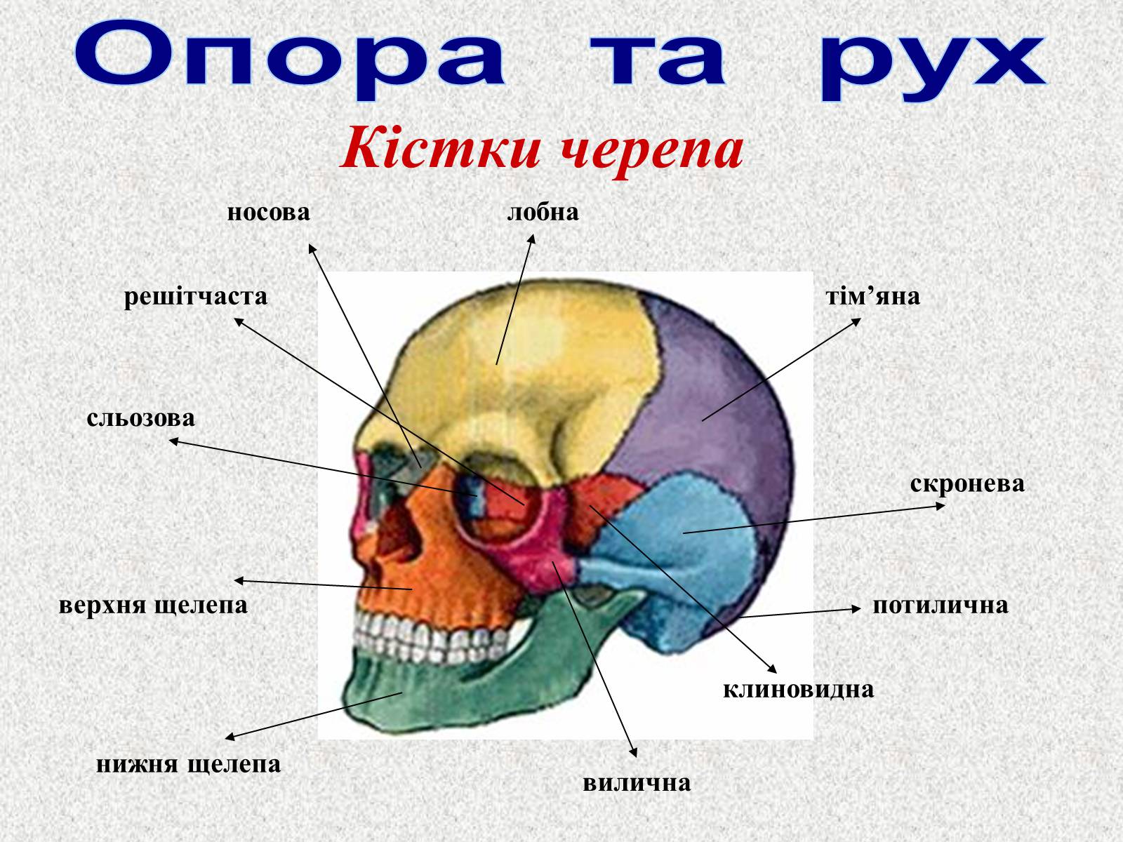 Презентація на тему «Опорно-рухова система людини» - Слайд #29 Презентація на тему «Опорно-рухова система людини» - Слайд #29