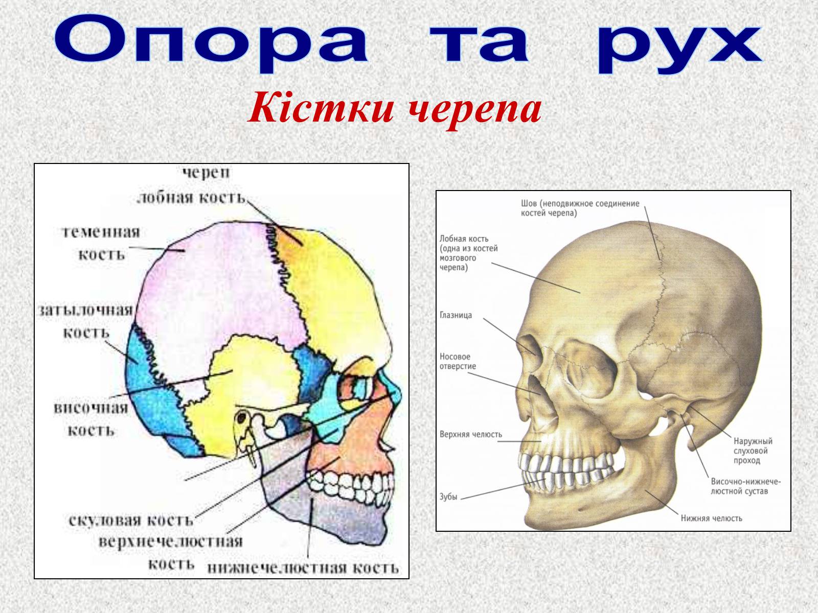 Презентація на тему «Опорно-рухова система людини» - Слайд #30 Презентація на тему «Опорно-рухова система людини» - Слайд #30