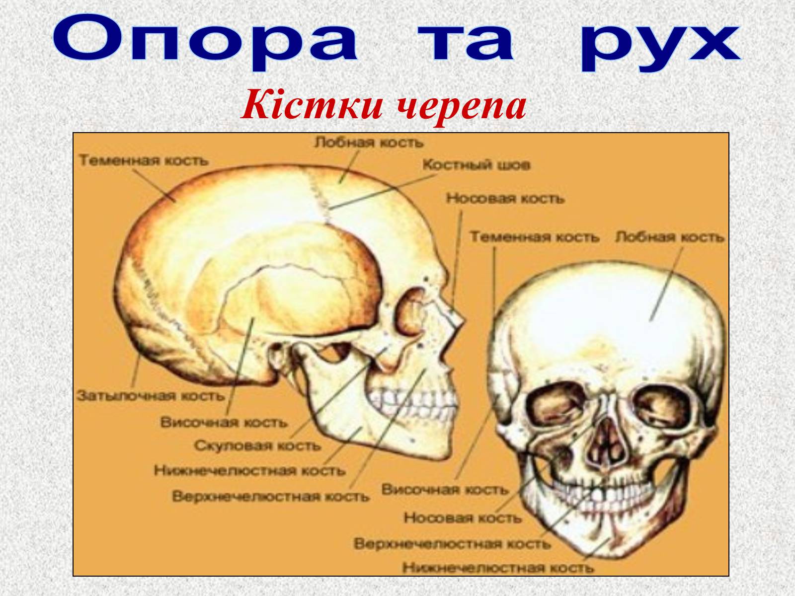 Презентація на тему «Опорно-рухова система людини» - Слайд #31 Презентація на тему «Опорно-рухова система людини» - Слайд #31