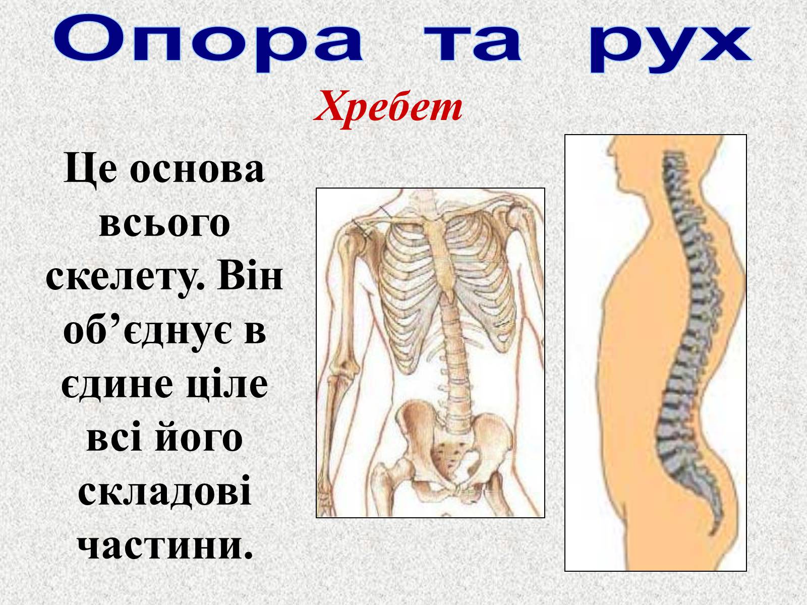 Презентація на тему «Опорно-рухова система людини» - Слайд #32 Презентація на тему «Опорно-рухова система людини» - Слайд #32