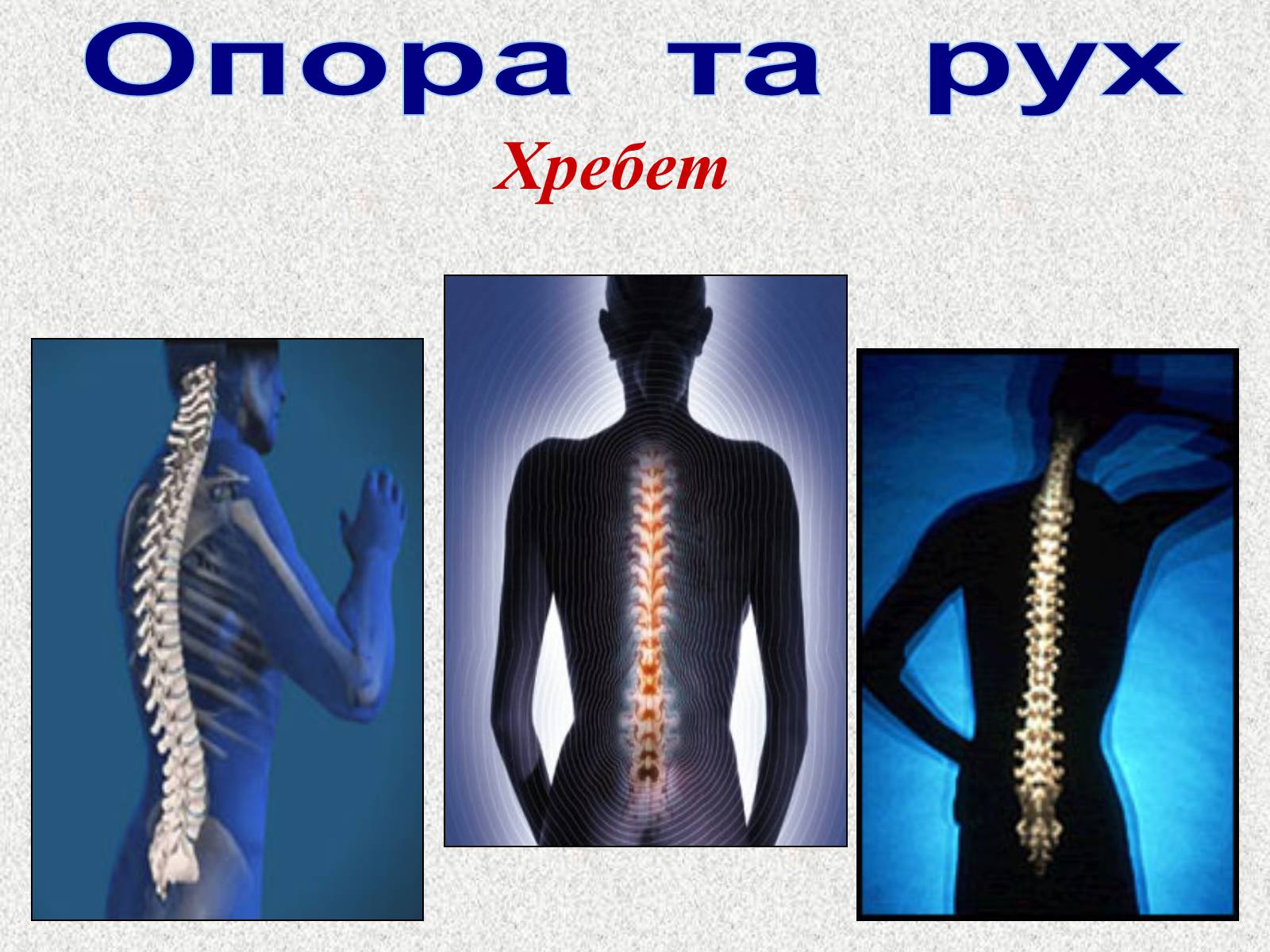 Презентація на тему «Опорно-рухова система людини» - Слайд #33 Презентація на тему «Опорно-рухова система людини» - Слайд #33