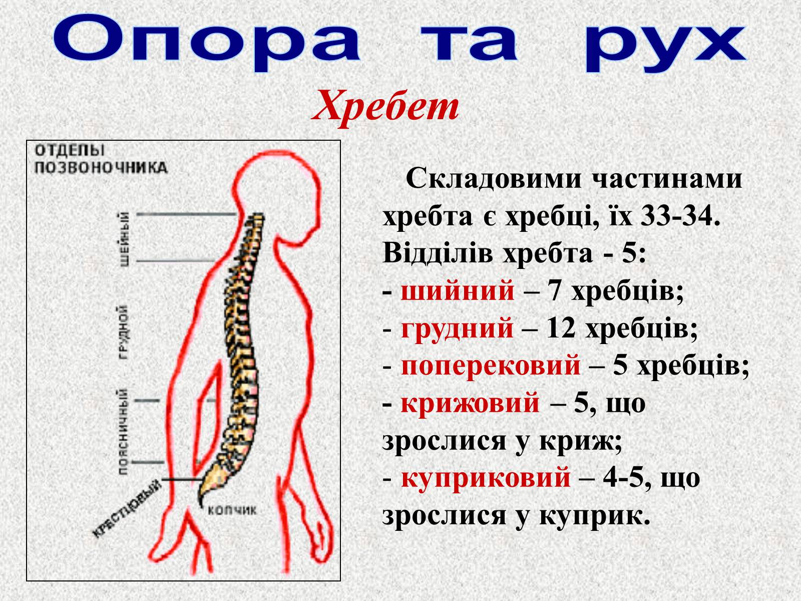 Презентація на тему «Опорно-рухова система людини» - Слайд #34 Презентація на тему «Опорно-рухова система людини» - Слайд #34