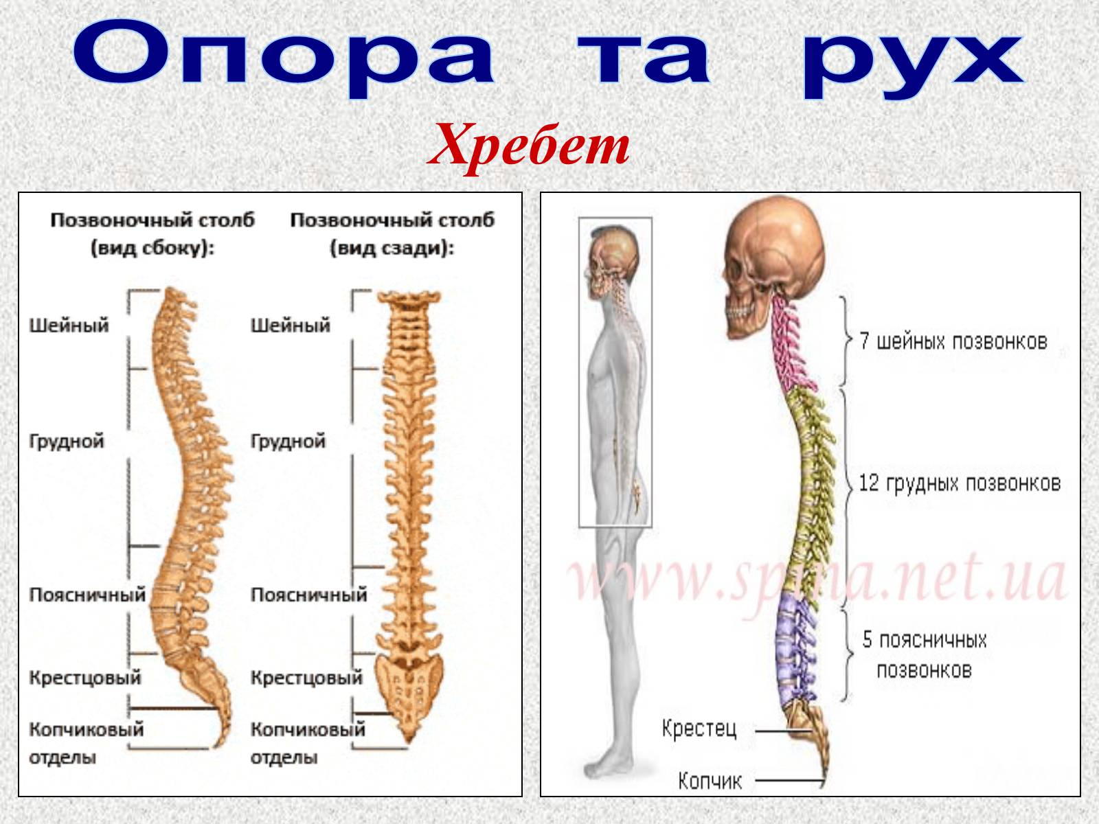 Презентація на тему «Опорно-рухова система людини» - Слайд #35 Презентація на тему «Опорно-рухова система людини» - Слайд #35