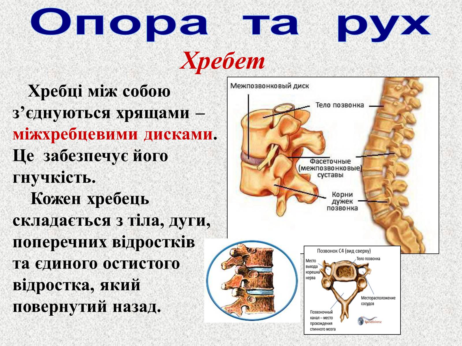 Презентація на тему «Опорно-рухова система людини» - Слайд #36 Презентація на тему «Опорно-рухова система людини» - Слайд #36