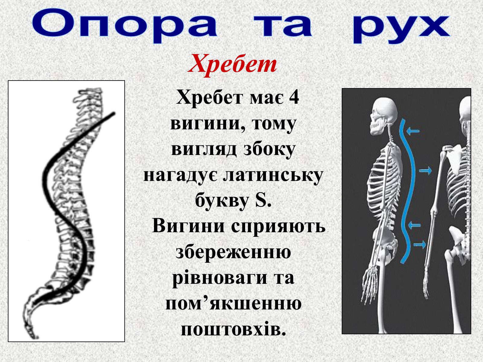 Презентація на тему «Опорно-рухова система людини» - Слайд #37 Презентація на тему «Опорно-рухова система людини» - Слайд #37