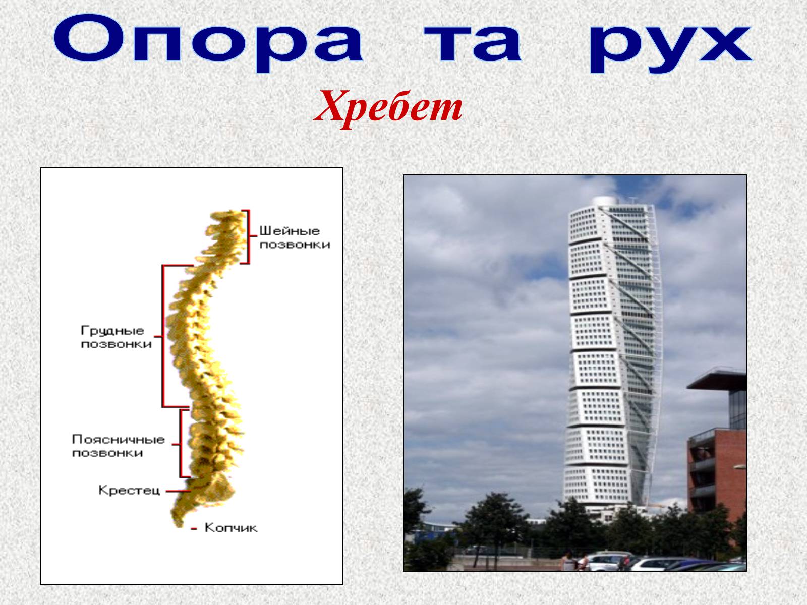 Презентація на тему «Опорно-рухова система людини» - Слайд #38 Презентація на тему «Опорно-рухова система людини» - Слайд #38