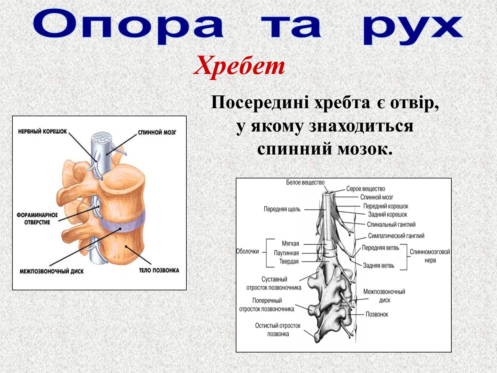 Презентація на тему «Опорно-рухова система людини» - Слайд #39 Презентація на тему «Опорно-рухова система людини» - Слайд #39