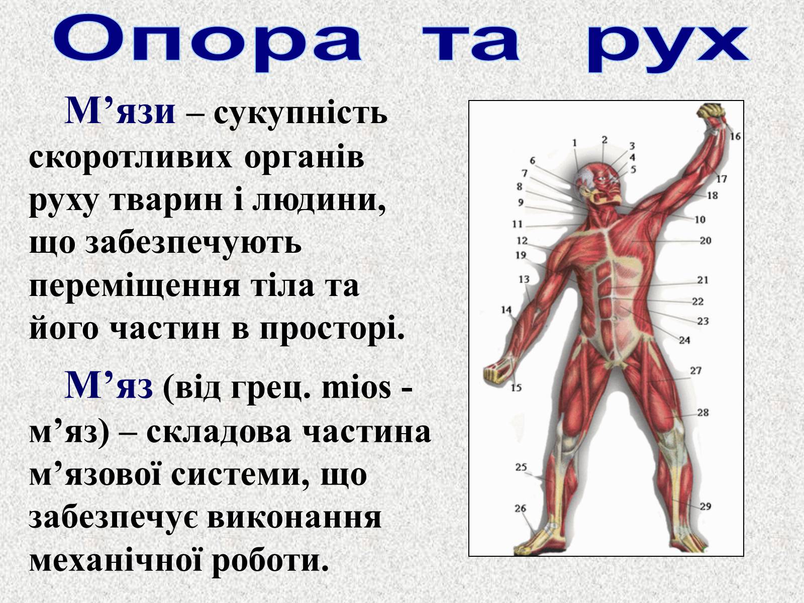 Презентація на тему «Опорно-рухова система людини» - Слайд #4 Презентація на тему «Опорно-рухова система людини» - Слайд #4