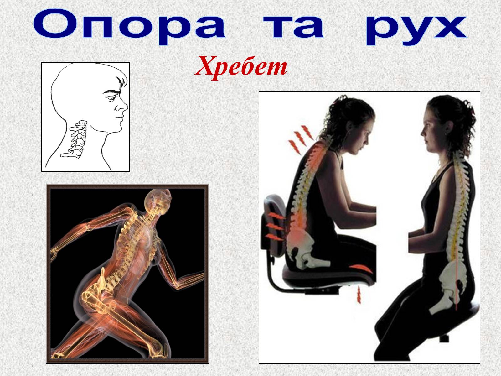 Презентація на тему «Опорно-рухова система людини» - Слайд #40 Презентація на тему «Опорно-рухова система людини» - Слайд #40