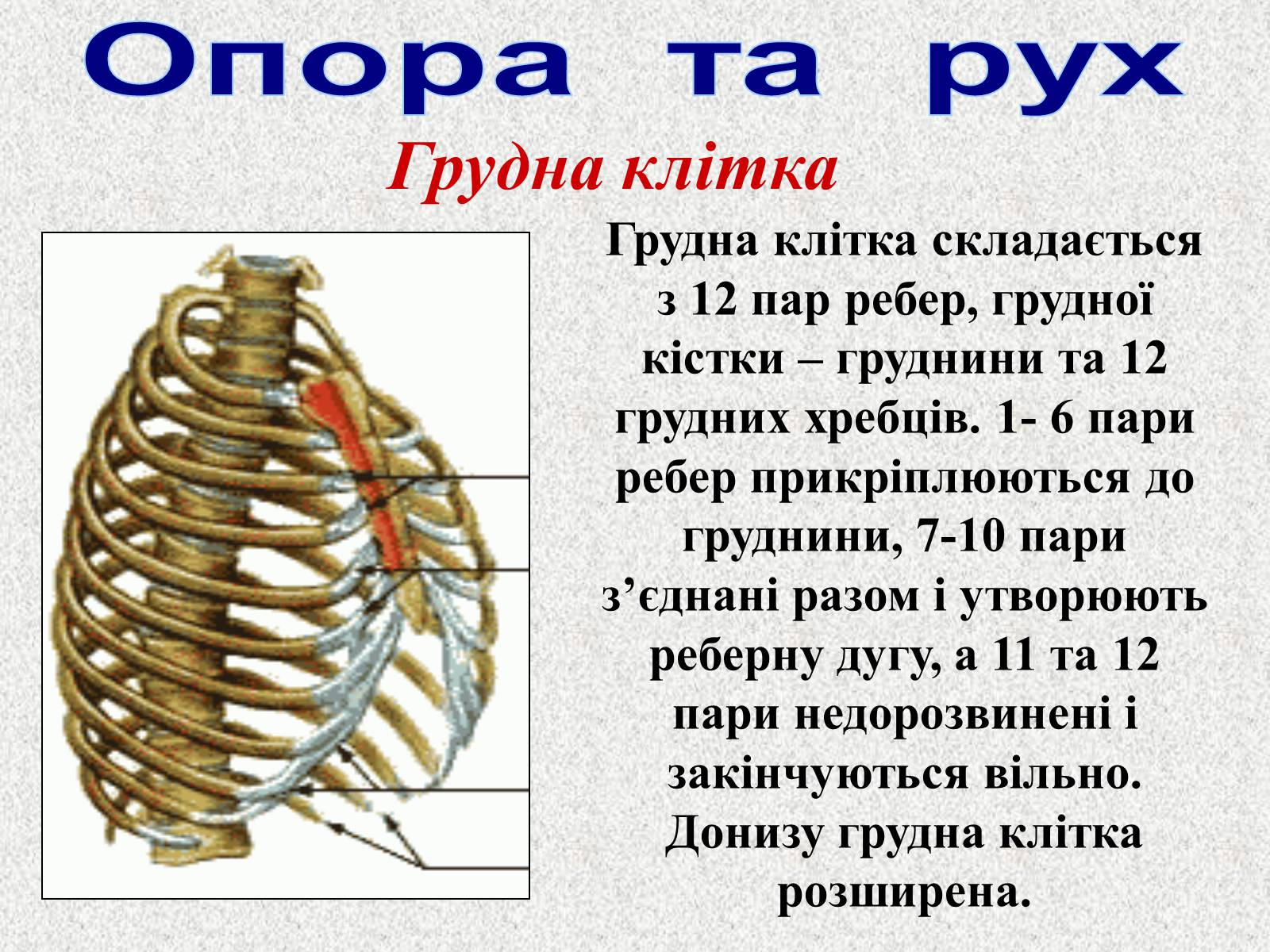 Презентація на тему «Опорно-рухова система людини» - Слайд #42 Презентація на тему «Опорно-рухова система людини» - Слайд #42