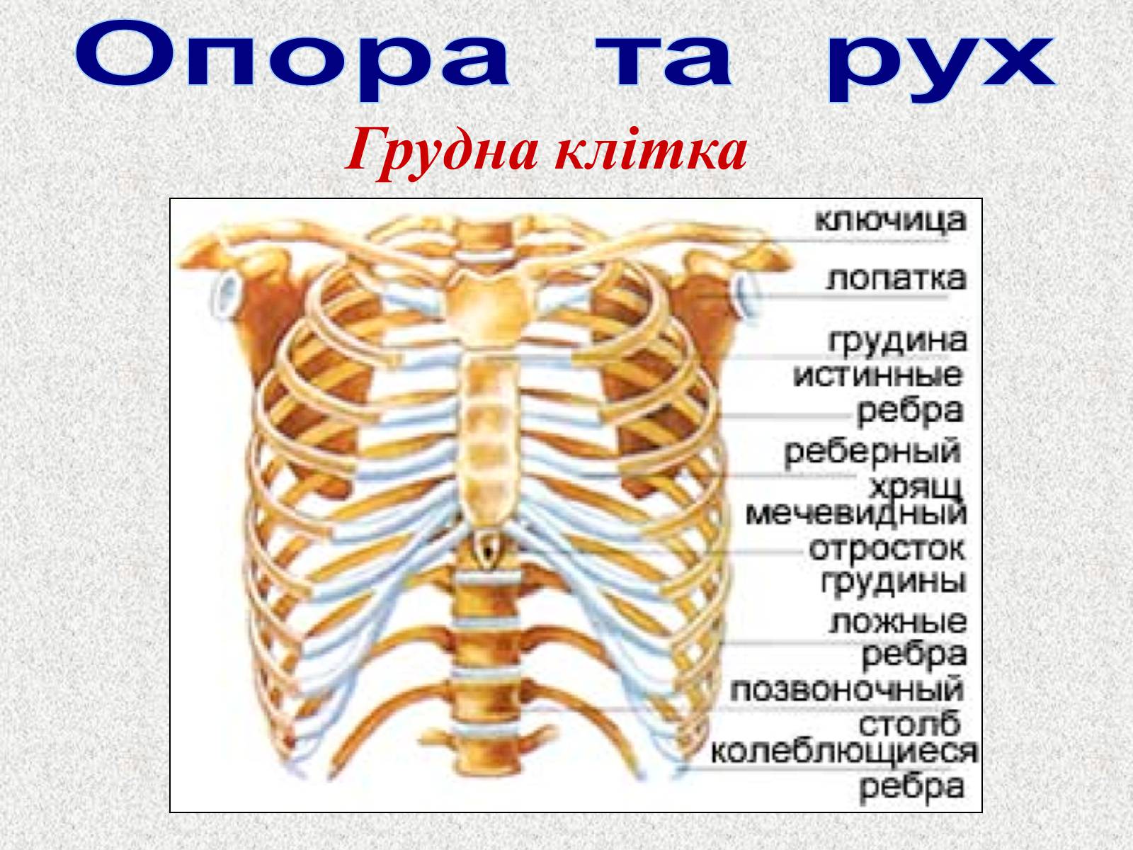 Презентація на тему «Опорно-рухова система людини» - Слайд #43 Презентація на тему «Опорно-рухова система людини» - Слайд #43