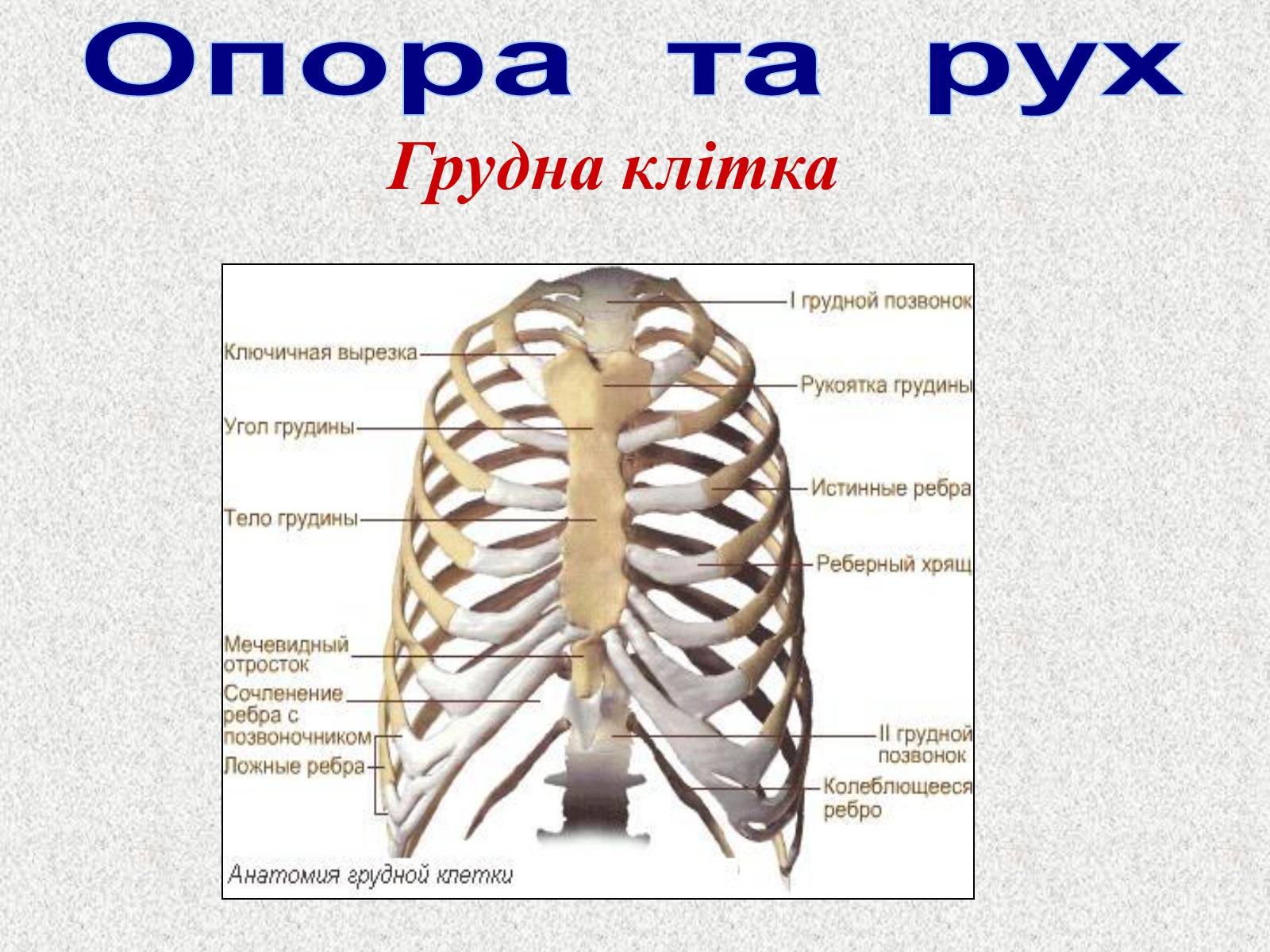 Презентація на тему «Опорно-рухова система людини» - Слайд #44 Презентація на тему «Опорно-рухова система людини» - Слайд #44