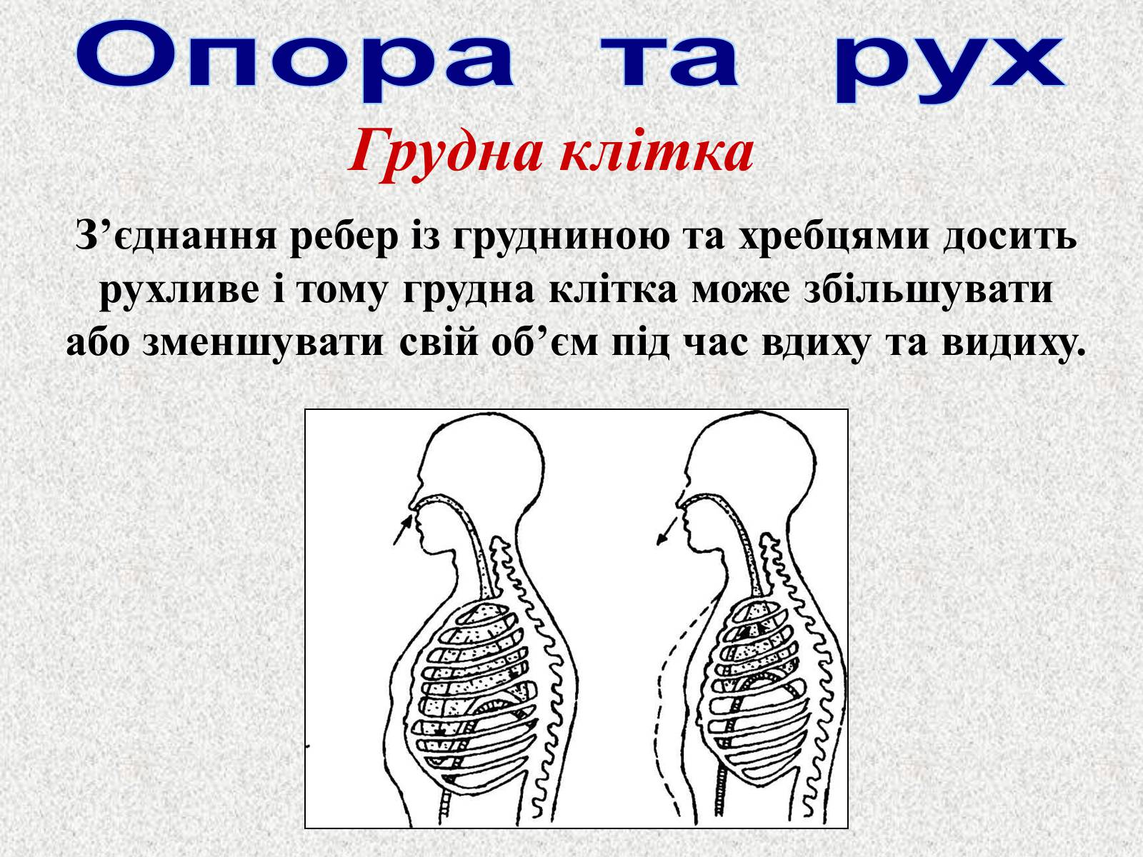 Презентація на тему «Опорно-рухова система людини» - Слайд #45 Презентація на тему «Опорно-рухова система людини» - Слайд #45