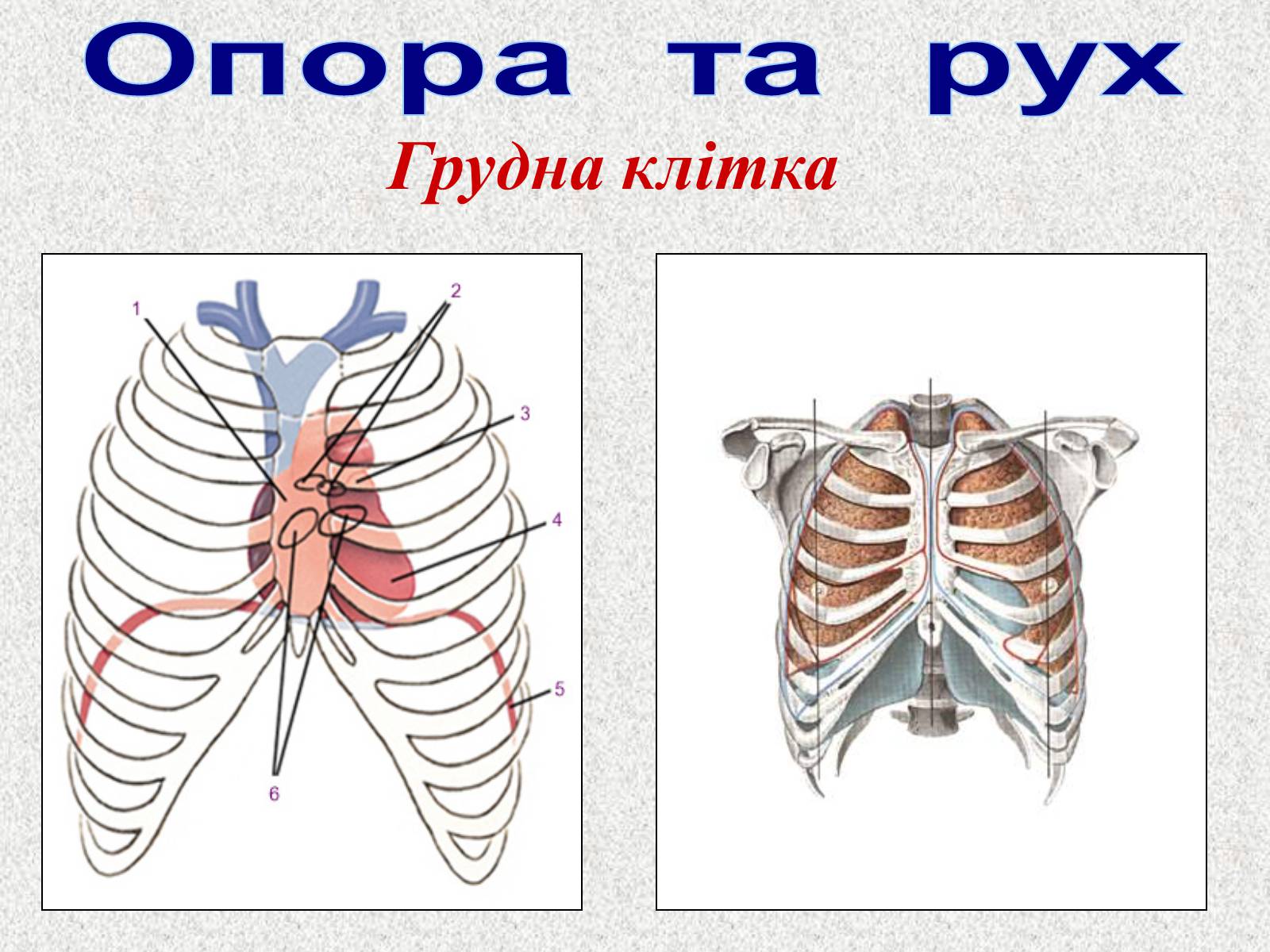 Презентація на тему «Опорно-рухова система людини» - Слайд #46 Презентація на тему «Опорно-рухова система людини» - Слайд #46