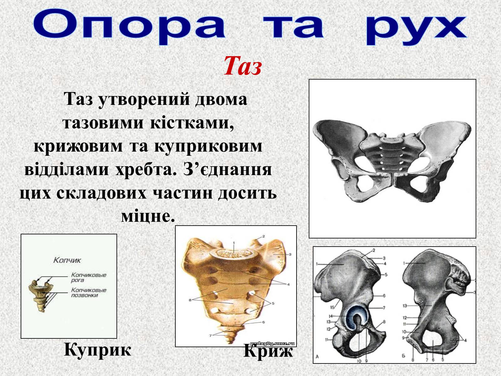 Презентація на тему «Опорно-рухова система людини» - Слайд #47 Презентація на тему «Опорно-рухова система людини» - Слайд #47