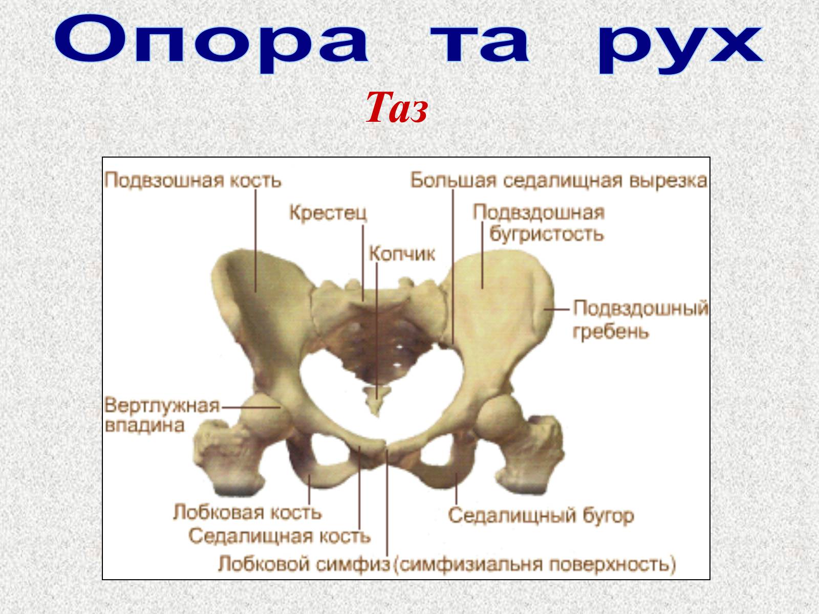 Презентація на тему «Опорно-рухова система людини» - Слайд #49 Презентація на тему «Опорно-рухова система людини» - Слайд #49