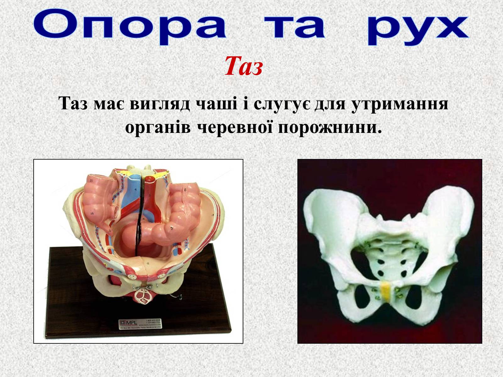 Презентація на тему «Опорно-рухова система людини» - Слайд #50 Презентація на тему «Опорно-рухова система людини» - Слайд #50