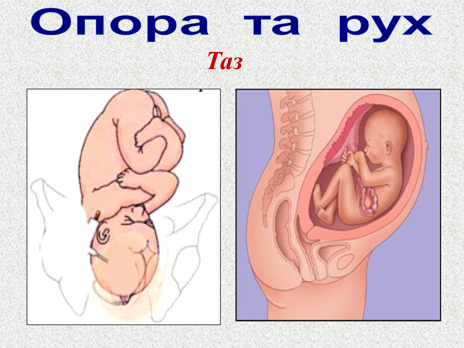 Презентація на тему «Опорно-рухова система людини» - Слайд #51 Презентація на тему «Опорно-рухова система людини» - Слайд #51