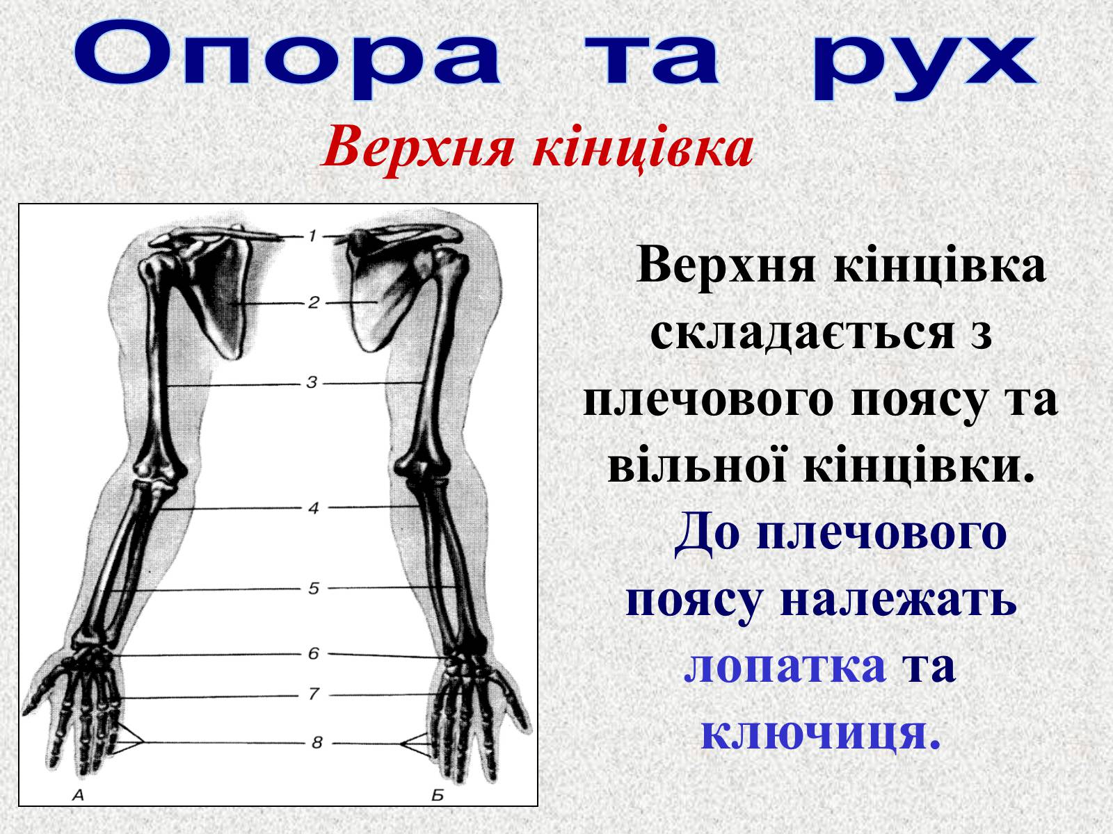 Презентація на тему «Опорно-рухова система людини» - Слайд #52 Презентація на тему «Опорно-рухова система людини» - Слайд #52