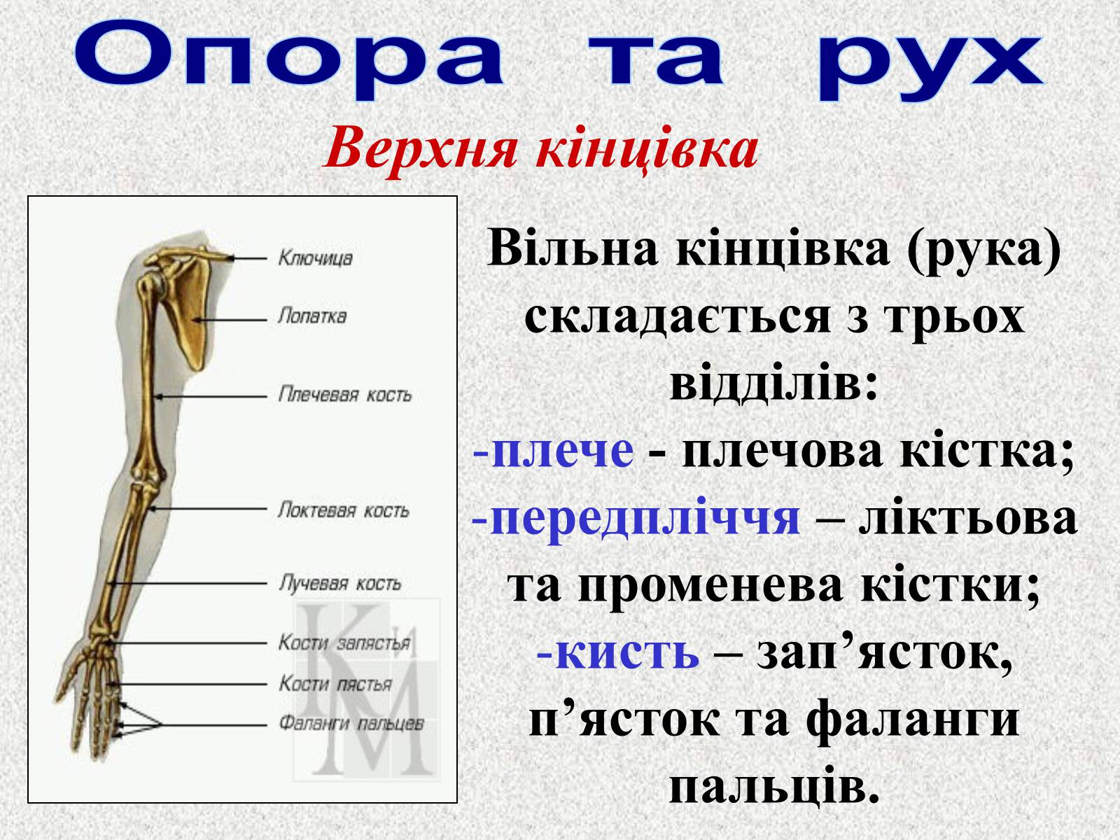 Презентація на тему «Опорно-рухова система людини» - Слайд #53 Презентація на тему «Опорно-рухова система людини» - Слайд #53