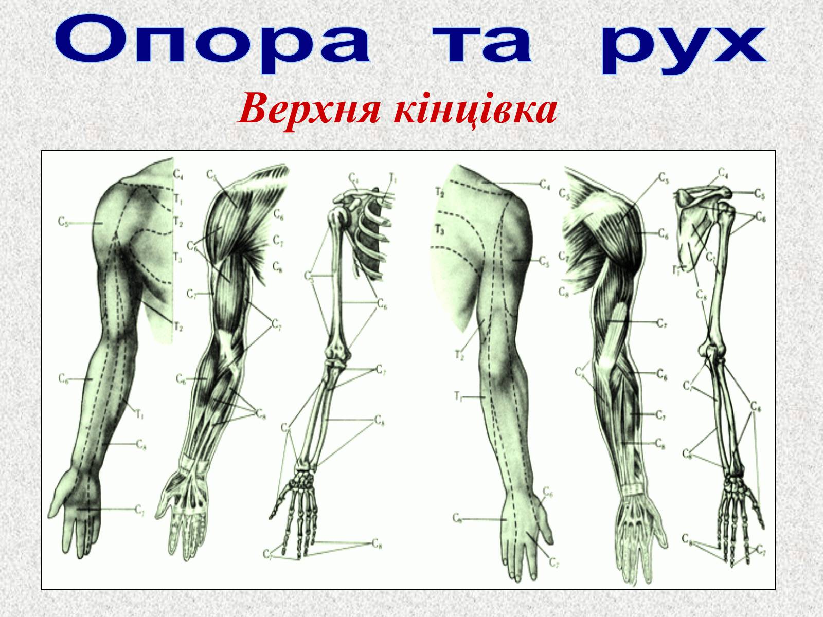 Презентація на тему «Опорно-рухова система людини» - Слайд #54 Презентація на тему «Опорно-рухова система людини» - Слайд #54
