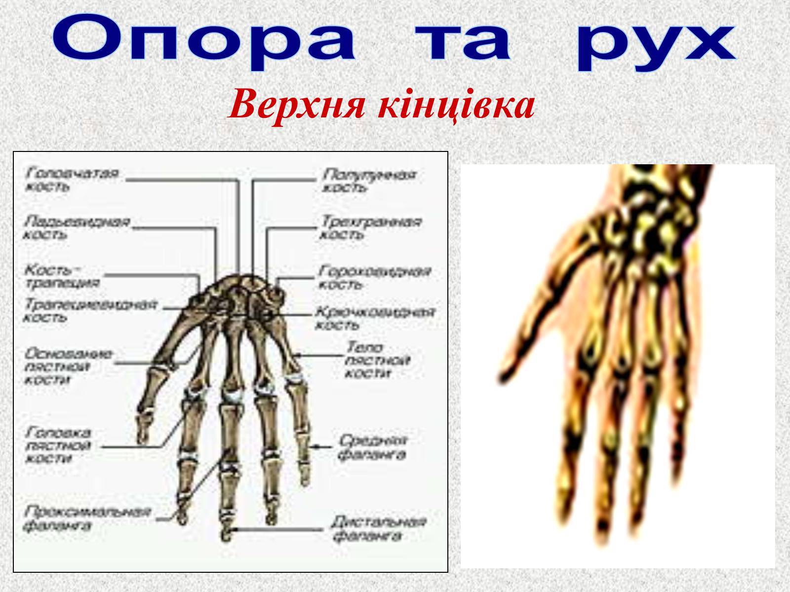 Презентація на тему «Опорно-рухова система людини» - Слайд #55 Презентація на тему «Опорно-рухова система людини» - Слайд #55