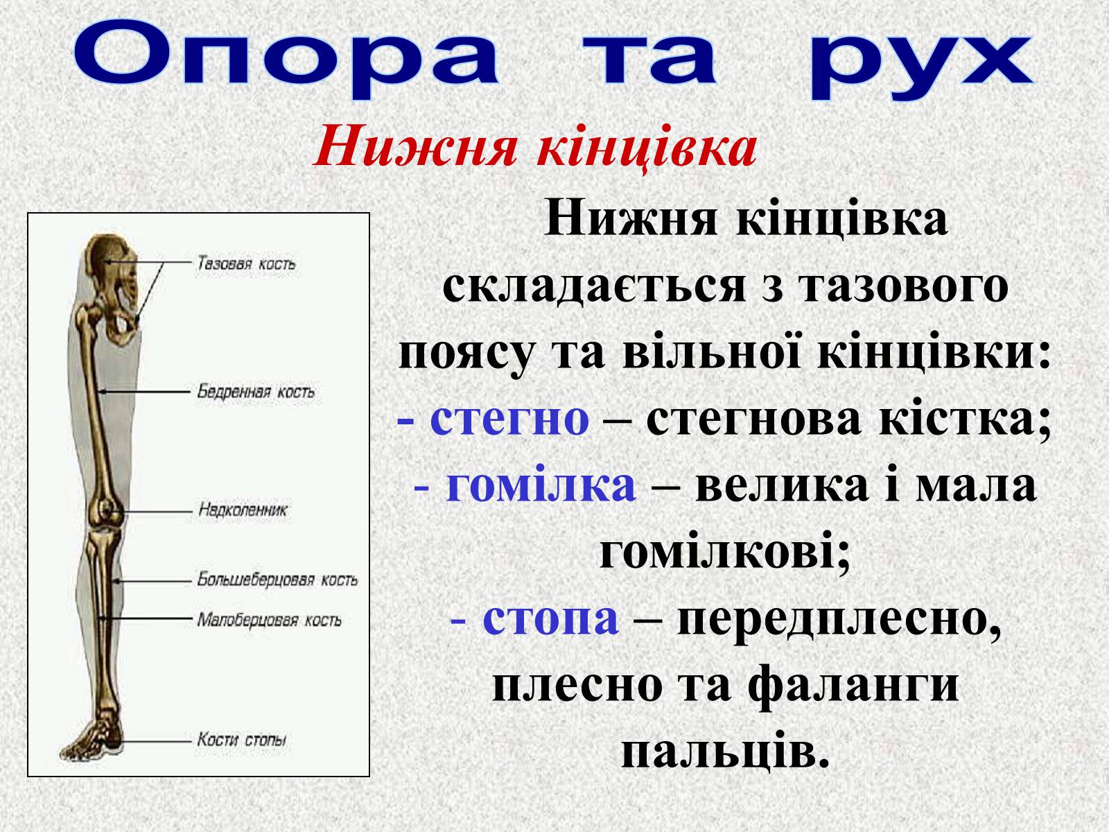 Презентація на тему «Опорно-рухова система людини» - Слайд #56 Презентація на тему «Опорно-рухова система людини» - Слайд #56