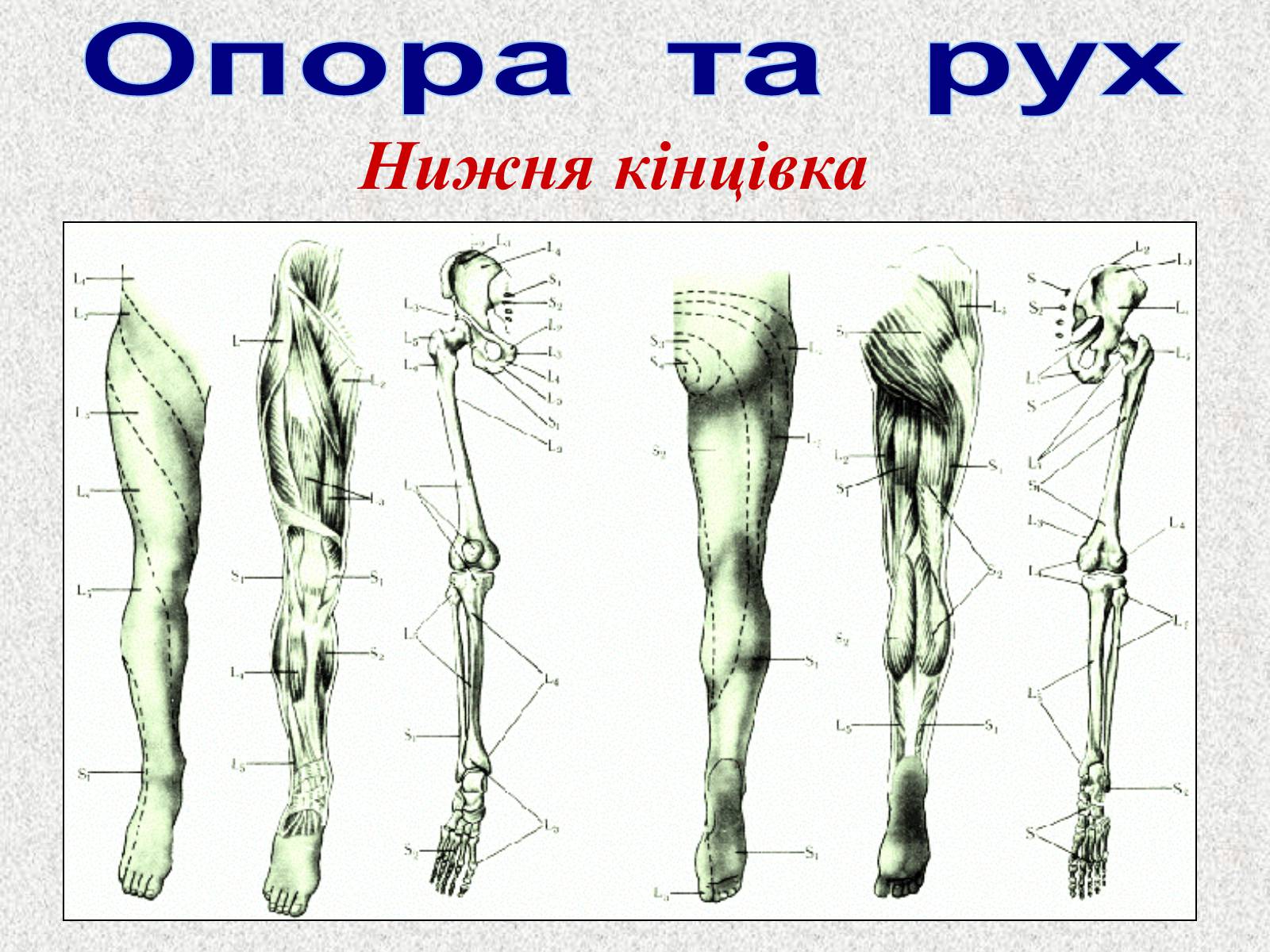 Презентація на тему «Опорно-рухова система людини» - Слайд #57 Презентація на тему «Опорно-рухова система людини» - Слайд #57