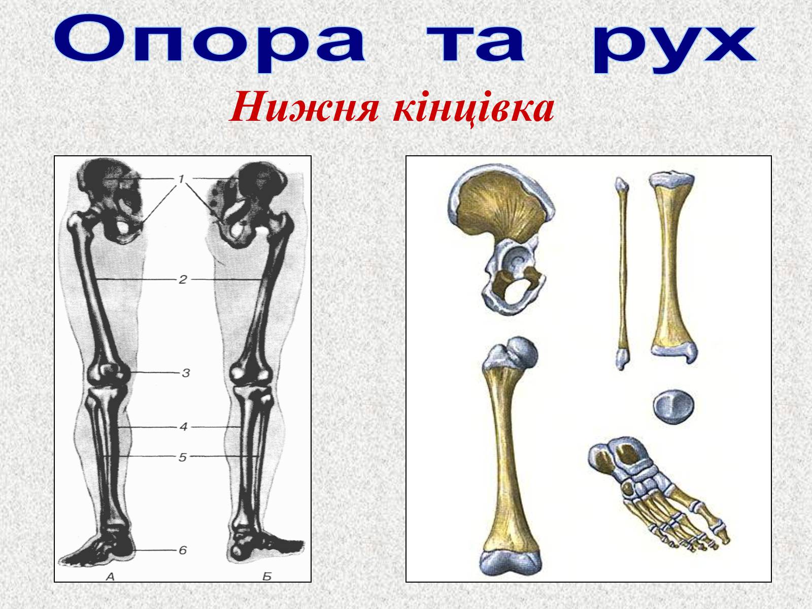 Презентація на тему «Опорно-рухова система людини» - Слайд #58 Презентація на тему «Опорно-рухова система людини» - Слайд #58