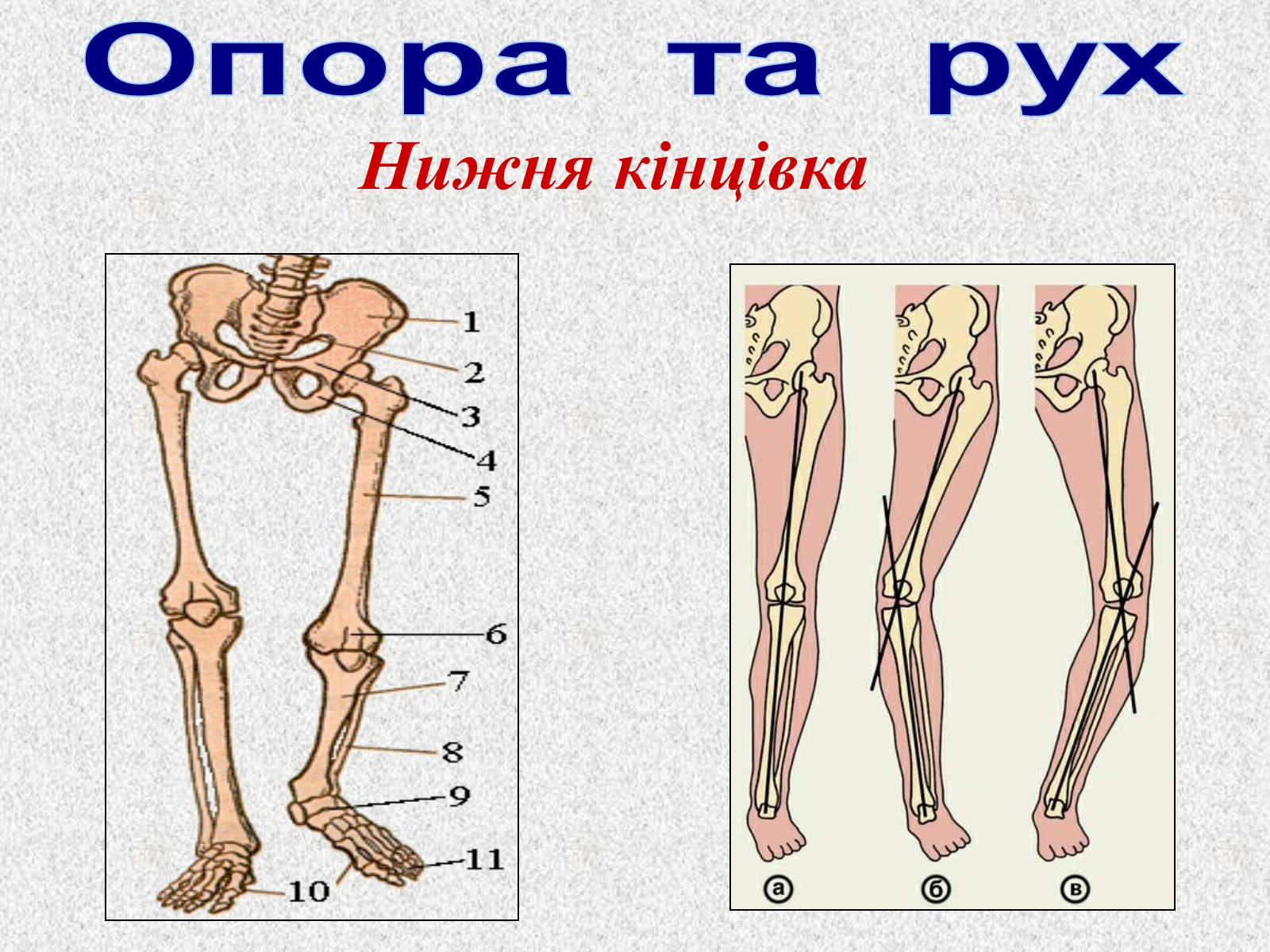 Презентація на тему «Опорно-рухова система людини» - Слайд #59 Презентація на тему «Опорно-рухова система людини» - Слайд #59