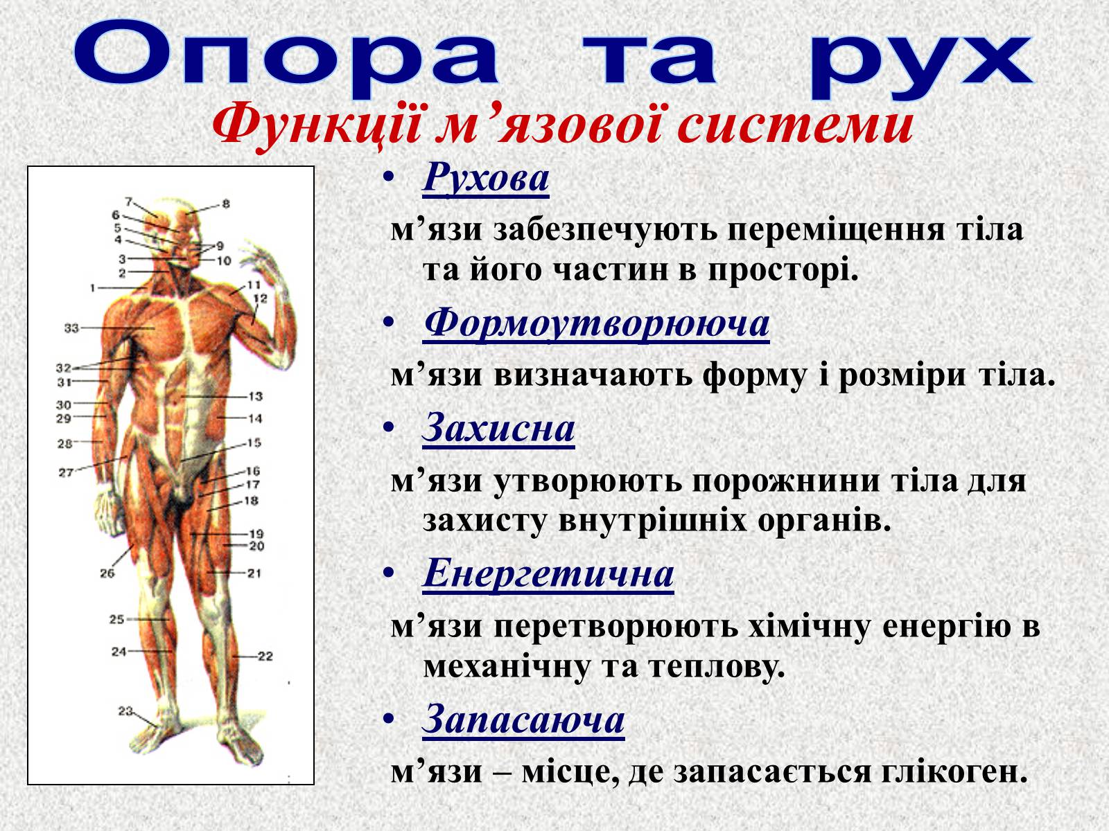 Презентація на тему «Опорно-рухова система людини» - Слайд #6 Презентація на тему «Опорно-рухова система людини» - Слайд #6