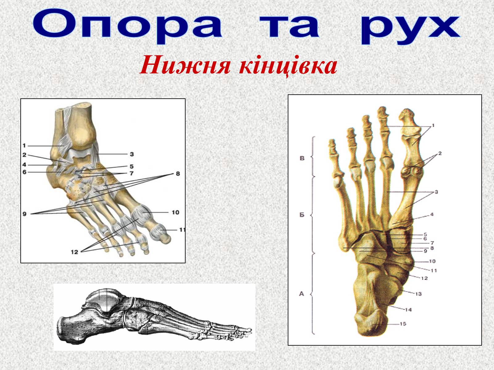 Презентація на тему «Опорно-рухова система людини» - Слайд #61 Презентація на тему «Опорно-рухова система людини» - Слайд #61