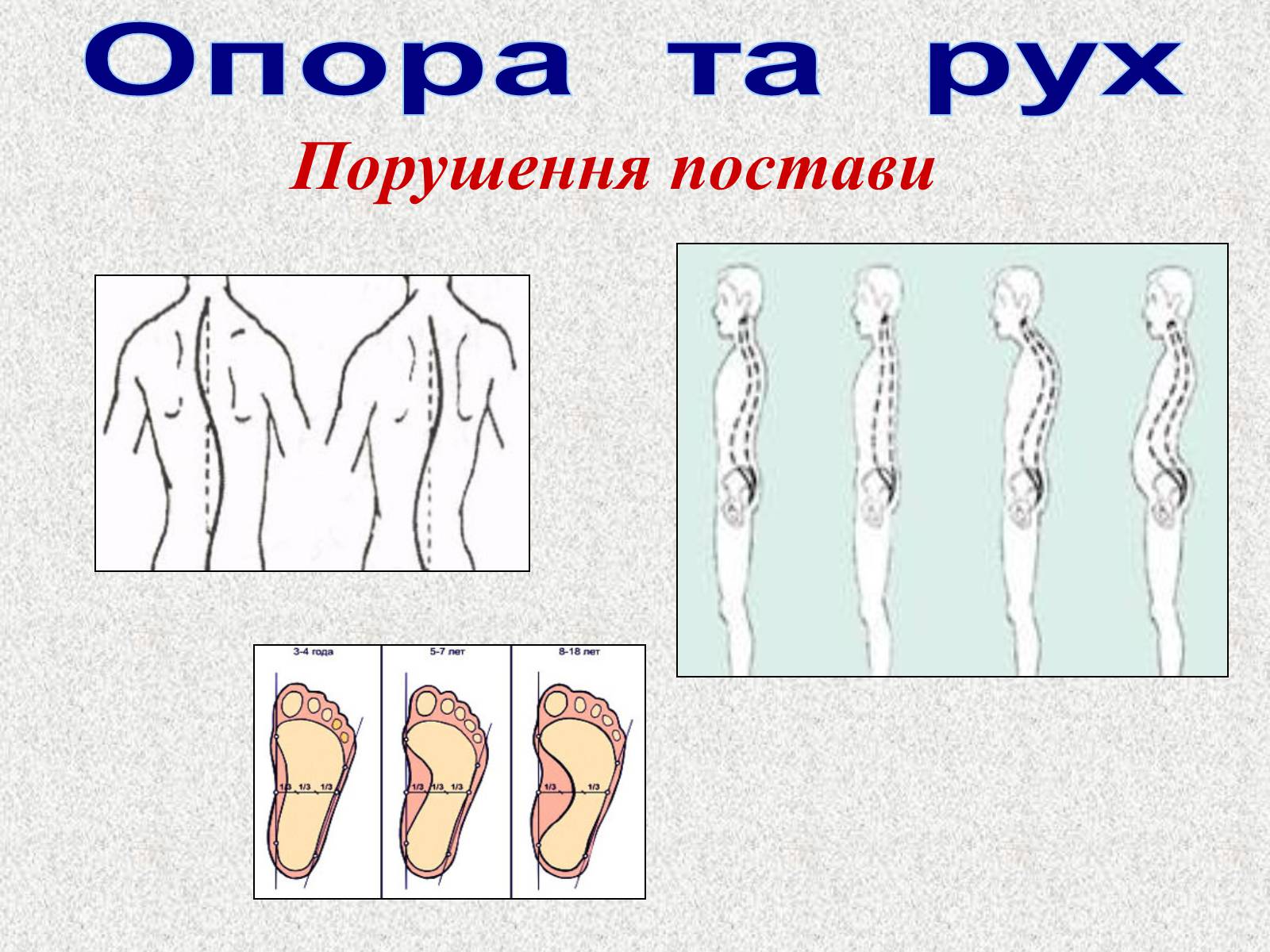 Презентація на тему «Опорно-рухова система людини» - Слайд #63 Презентація на тему «Опорно-рухова система людини» - Слайд #63