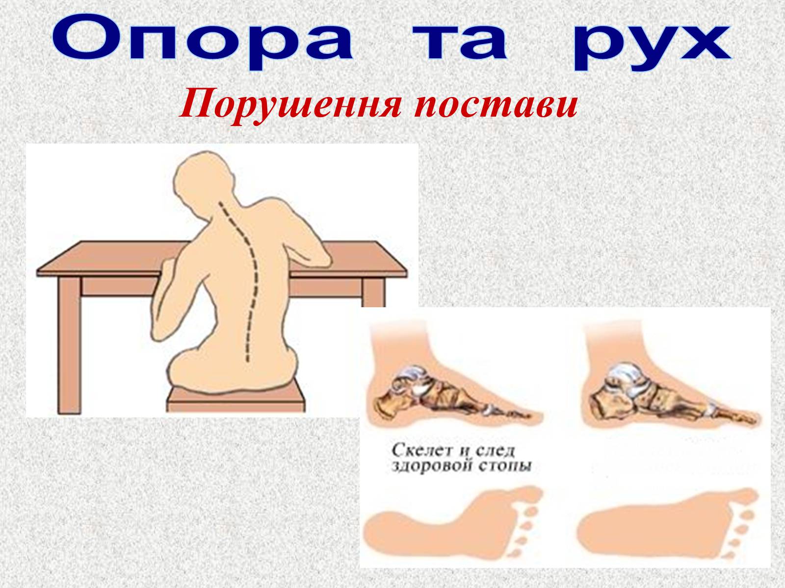 Презентація на тему «Опорно-рухова система людини» - Слайд #64 Презентація на тему «Опорно-рухова система людини» - Слайд #64