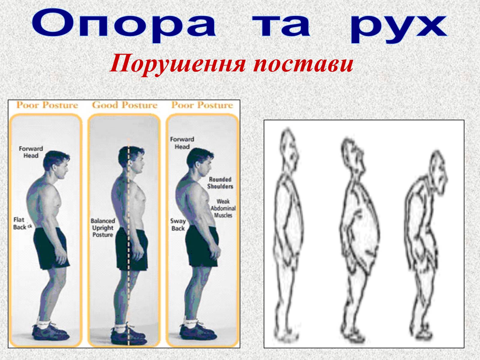 Презентація на тему «Опорно-рухова система людини» - Слайд #66 Презентація на тему «Опорно-рухова система людини» - Слайд #66