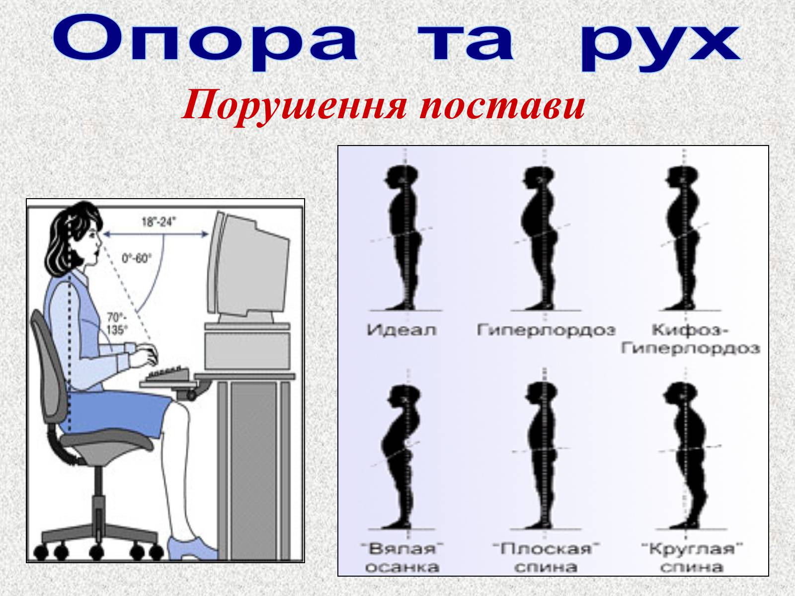Презентація на тему «Опорно-рухова система людини» - Слайд #67 Презентація на тему «Опорно-рухова система людини» - Слайд #67