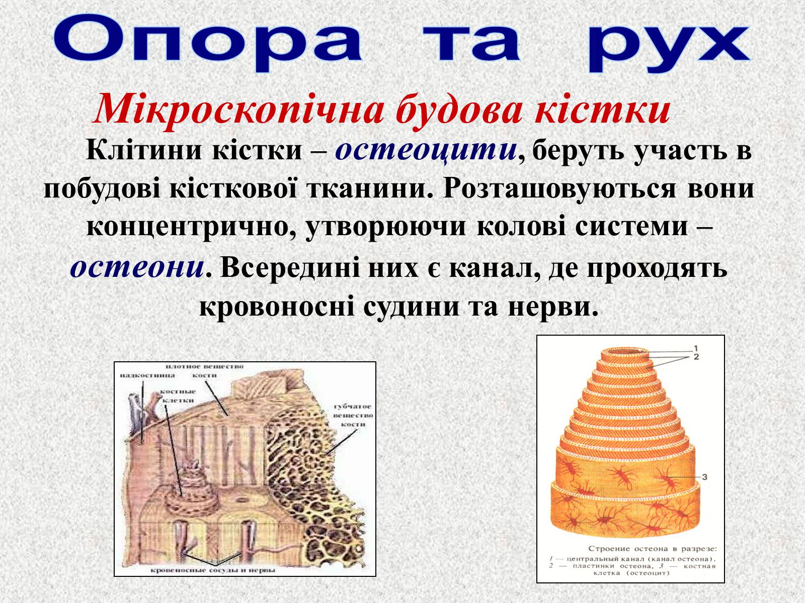 Презентація на тему «Опорно-рухова система людини» - Слайд #7 Презентація на тему «Опорно-рухова система людини» - Слайд #7