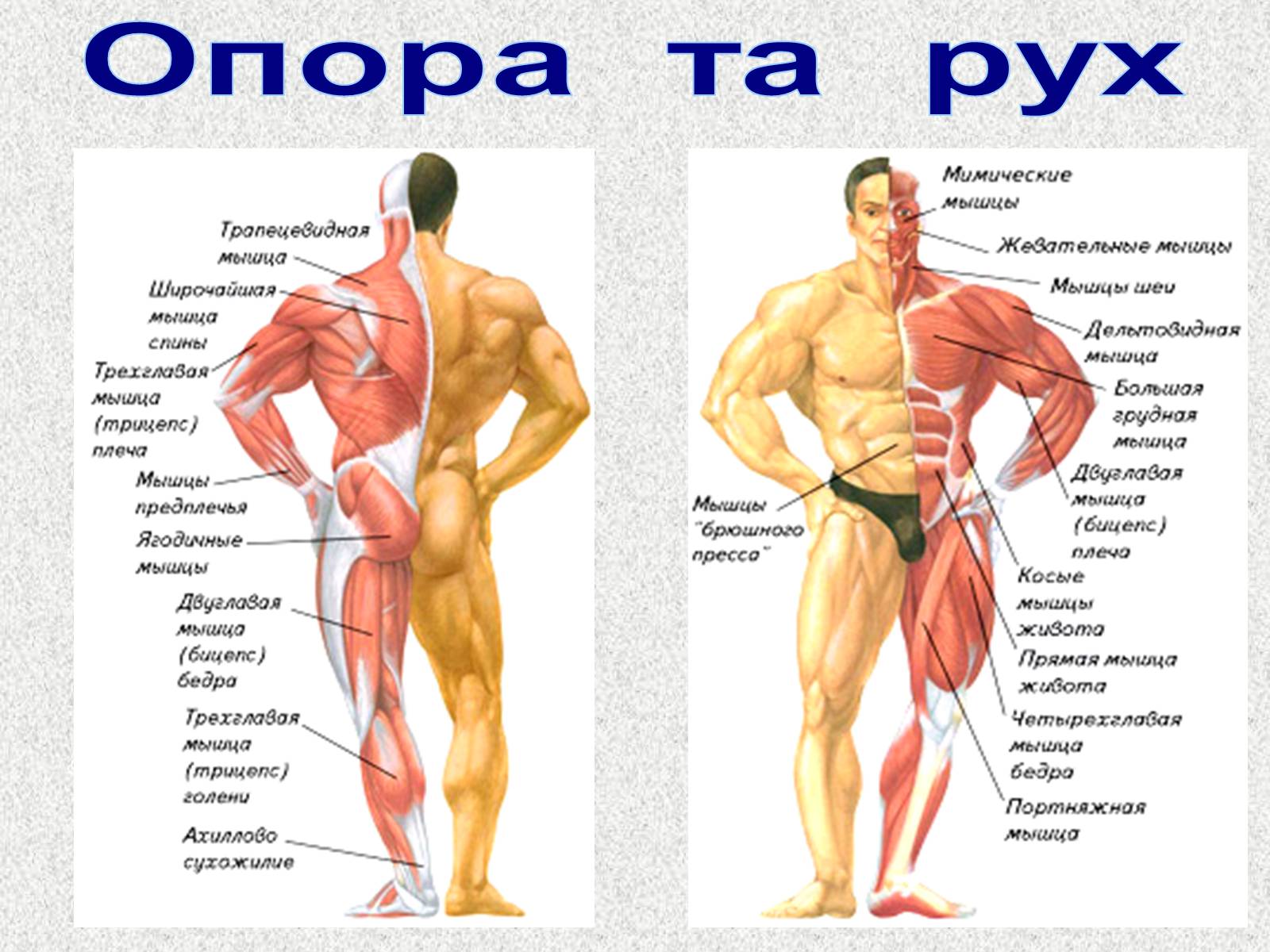 Презентація на тему «Опорно-рухова система людини» - Слайд #70 Презентація на тему «Опорно-рухова система людини» - Слайд #70