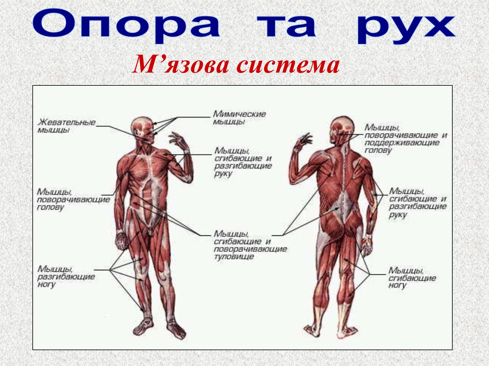 Презентація на тему «Опорно-рухова система людини» - Слайд #71 Презентація на тему «Опорно-рухова система людини» - Слайд #71