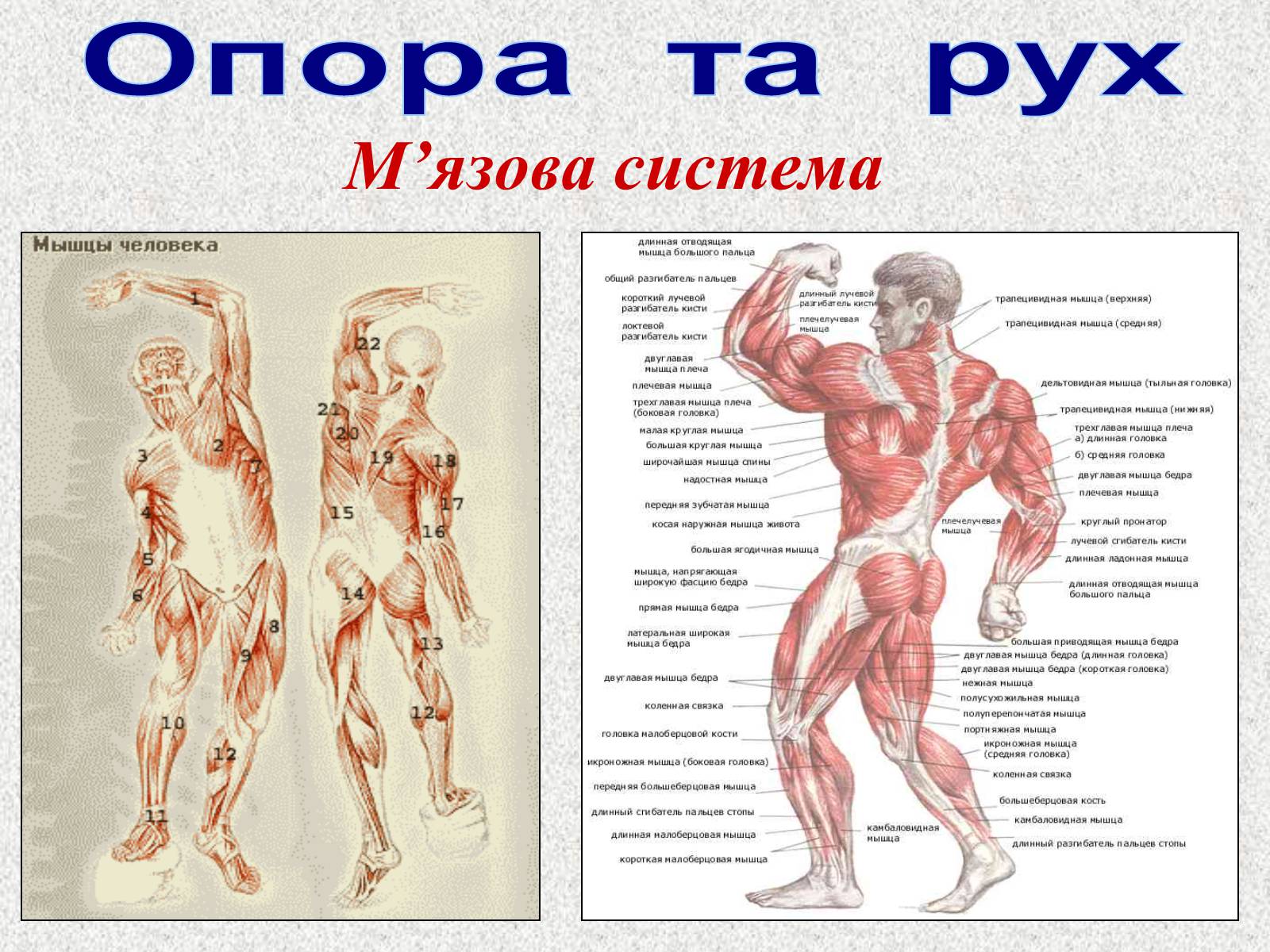 Презентація на тему «Опорно-рухова система людини» - Слайд #72 Презентація на тему «Опорно-рухова система людини» - Слайд #72