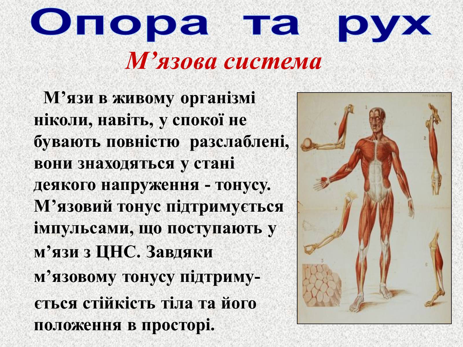 Презентація на тему «Опорно-рухова система людини» - Слайд #73 Презентація на тему «Опорно-рухова система людини» - Слайд #73