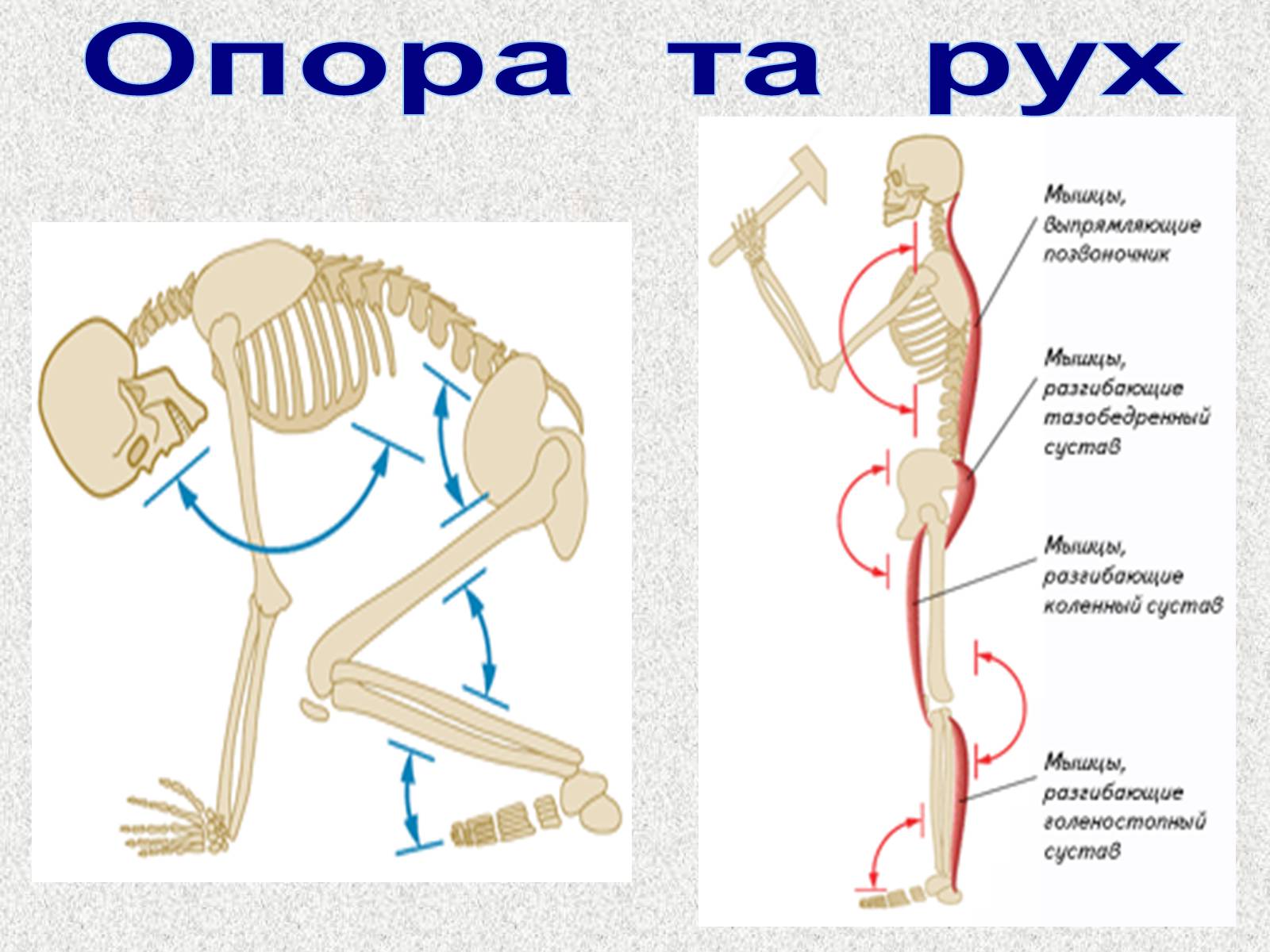 Презентація на тему «Опорно-рухова система людини» - Слайд #74 Презентація на тему «Опорно-рухова система людини» - Слайд #74