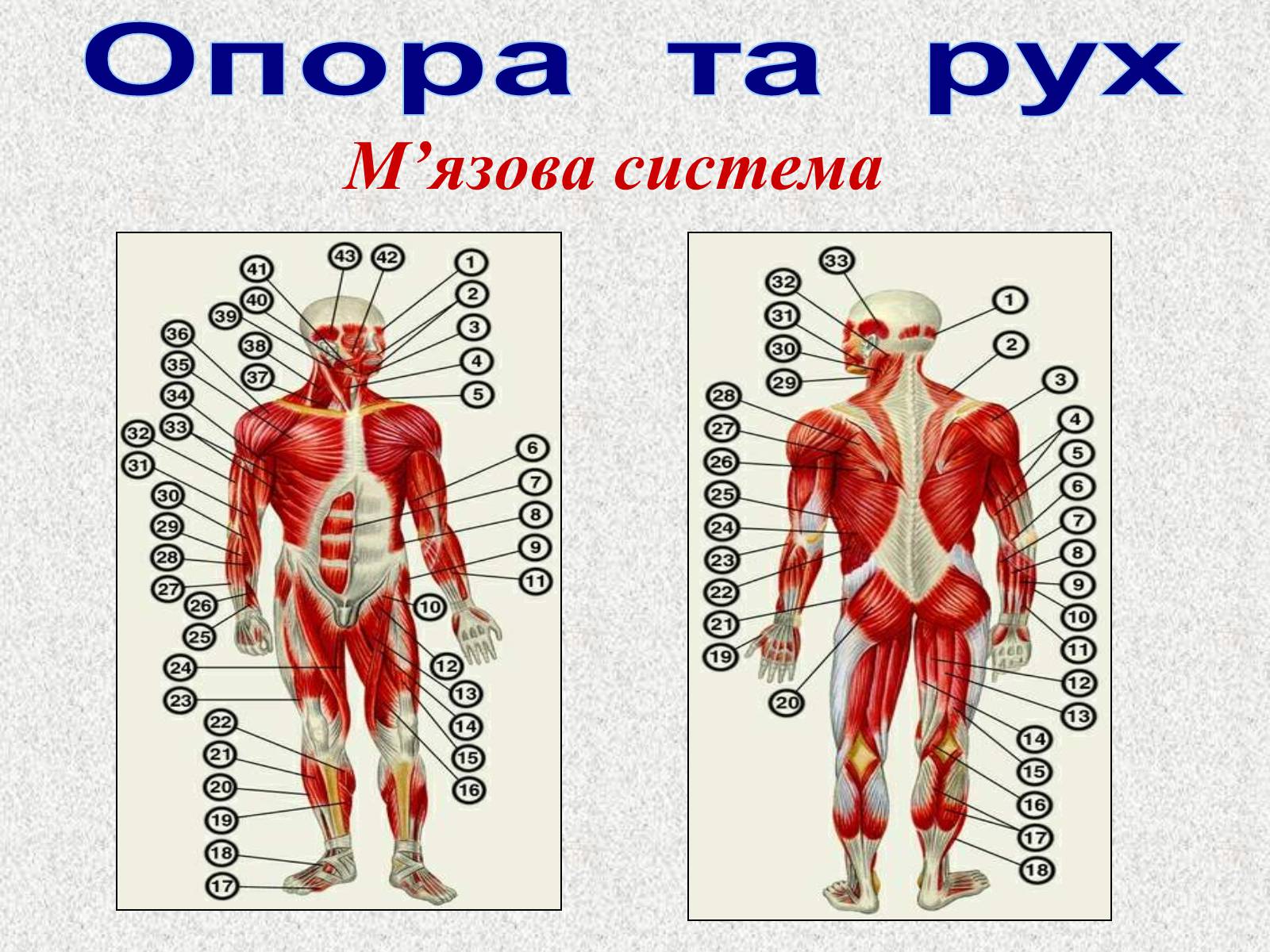 Презентація на тему «Опорно-рухова система людини» - Слайд #75 Презентація на тему «Опорно-рухова система людини» - Слайд #75