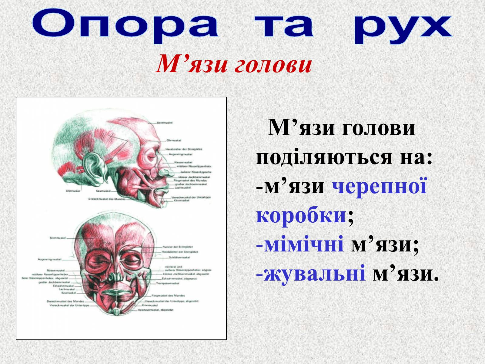 Презентація на тему «Опорно-рухова система людини» - Слайд #76 Презентація на тему «Опорно-рухова система людини» - Слайд #76