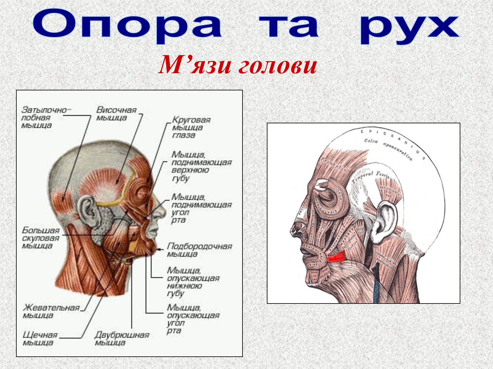 Презентація на тему «Опорно-рухова система людини» - Слайд #77 Презентація на тему «Опорно-рухова система людини» - Слайд #77
