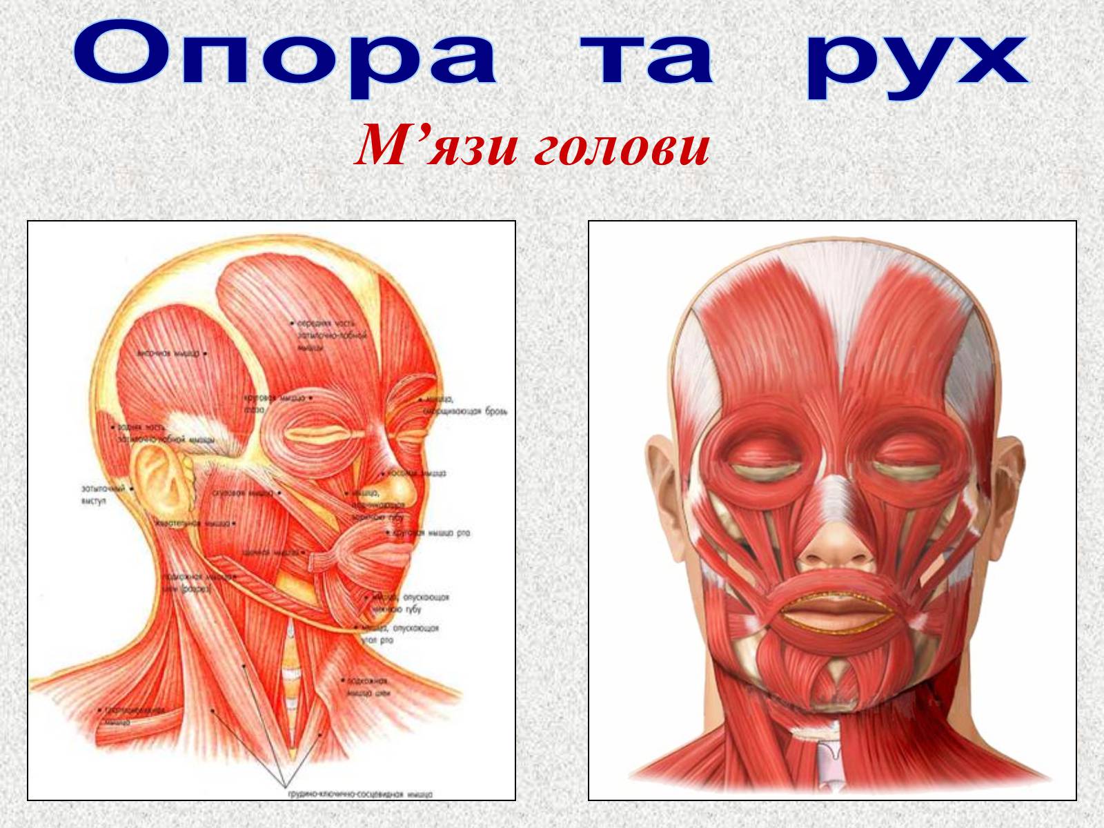Презентація на тему «Опорно-рухова система людини» - Слайд #78 Презентація на тему «Опорно-рухова система людини» - Слайд #78