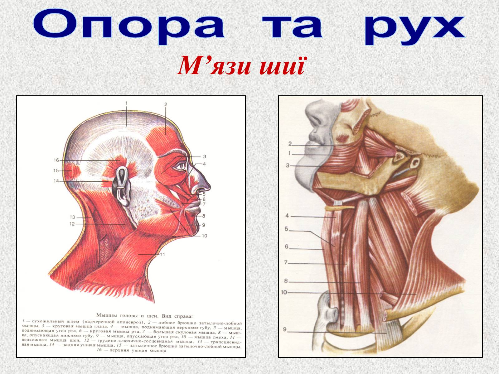 Презентація на тему «Опорно-рухова система людини» - Слайд #79 Презентація на тему «Опорно-рухова система людини» - Слайд #79