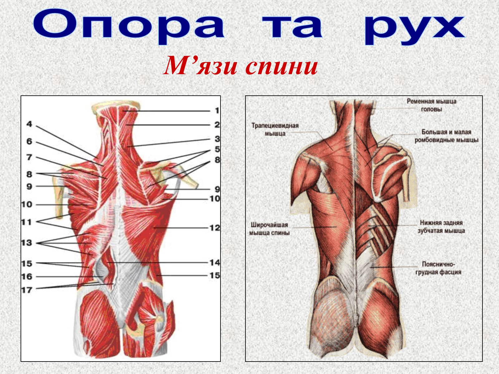 Презентація на тему «Опорно-рухова система людини» - Слайд #80 Презентація на тему «Опорно-рухова система людини» - Слайд #80
