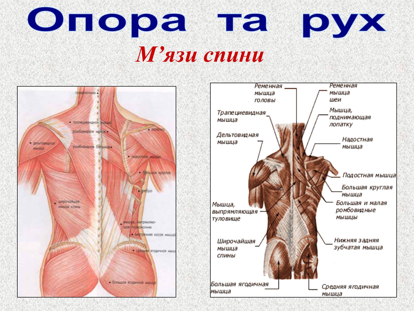 Презентація на тему «Опорно-рухова система людини» - Слайд #81 Презентація на тему «Опорно-рухова система людини» - Слайд #81