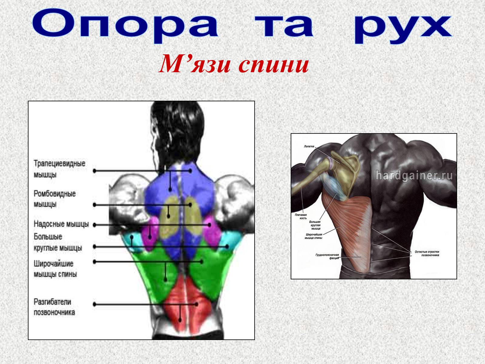 Презентація на тему «Опорно-рухова система людини» - Слайд #82 Презентація на тему «Опорно-рухова система людини» - Слайд #82